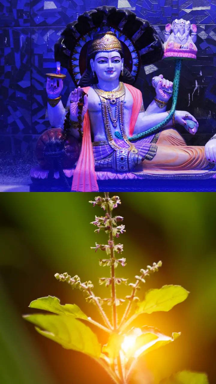 Why Is Tulsi Dal Offered To Lord Vishnu And Its Other Benefits | Times Of India