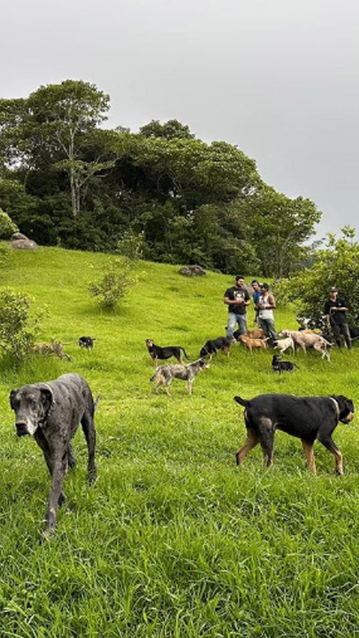  This Costa Rican Town Has More Dogs Than People